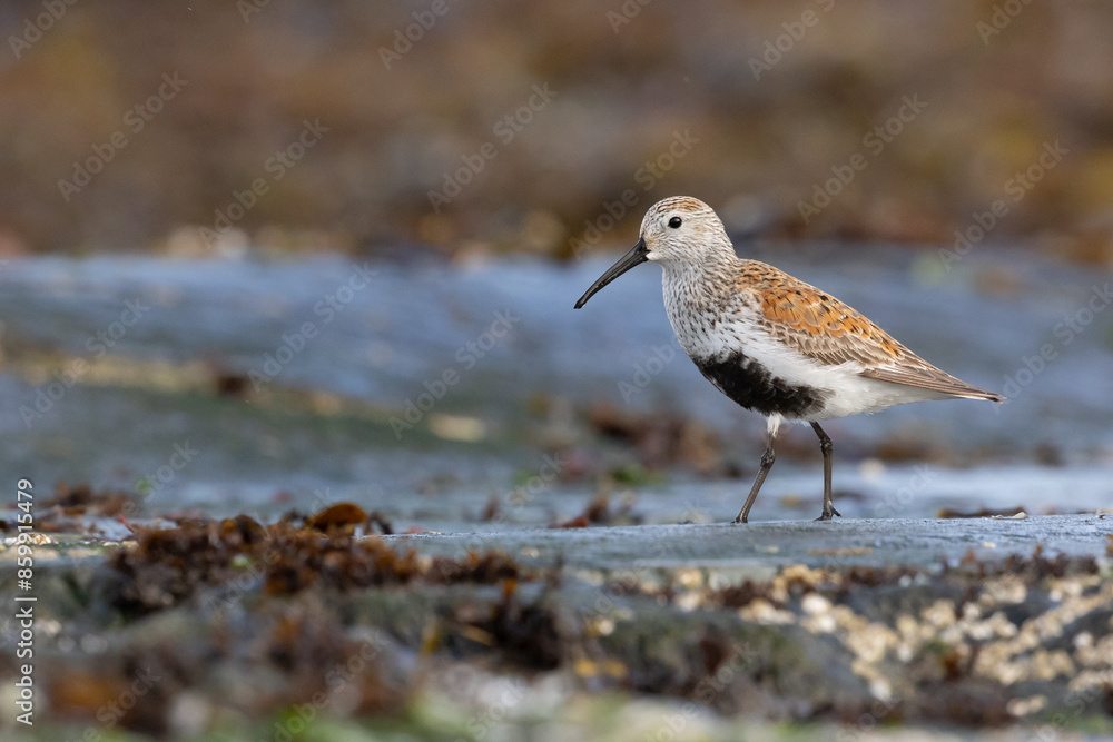 One Dunlin in breeding plumage walking on wet rocks with barnacles in Victoria, British Columbia, Canada. One Dunlin in breeding plumage walking on wet rocks with barnacles in Victoria, British Columbia, Canada.