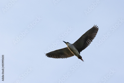 Photography Black-crowned Night-heron in flight at dusk from below