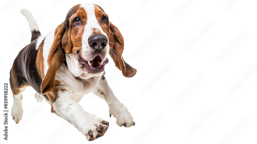 Full body shot of Bassett Hound dog, running happily, smiling. Full body shot of Bassett Hound dog, running happily, smiling.