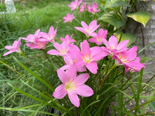 Pink rain lily or zephyr lily The flowers are pink. There are about six petals. The stamens are yellow and protrude. There are many flowers in groups. long green leaf shape.