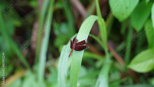 Neurothemis ramburii is red in color with clear transparent on the tip of the wings. There is one cross vein in the cubital area of hind wings. Females are as deeply colored as males. photo