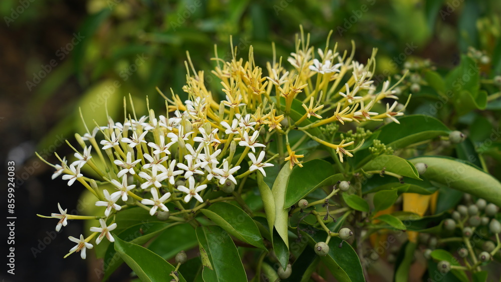 Fototapeta premium Ixora finlaysoniana, commonly known as White Jungle Flame or Thai Ixora, is a tropical flowering shrub from the Rubiaceae family. It is closely related to the more common Ixora coccinea but is disting