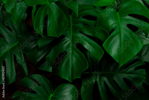 Tropical bush plant jungle wall background with monstera leaves. Lush green foliage, banner. Large monstera deliciosa growing wild in tropical climate.
