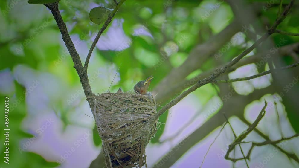 Black naped monarch baby chicks in the nest with sound Black naped monarch baby chicks in the nest with sound
