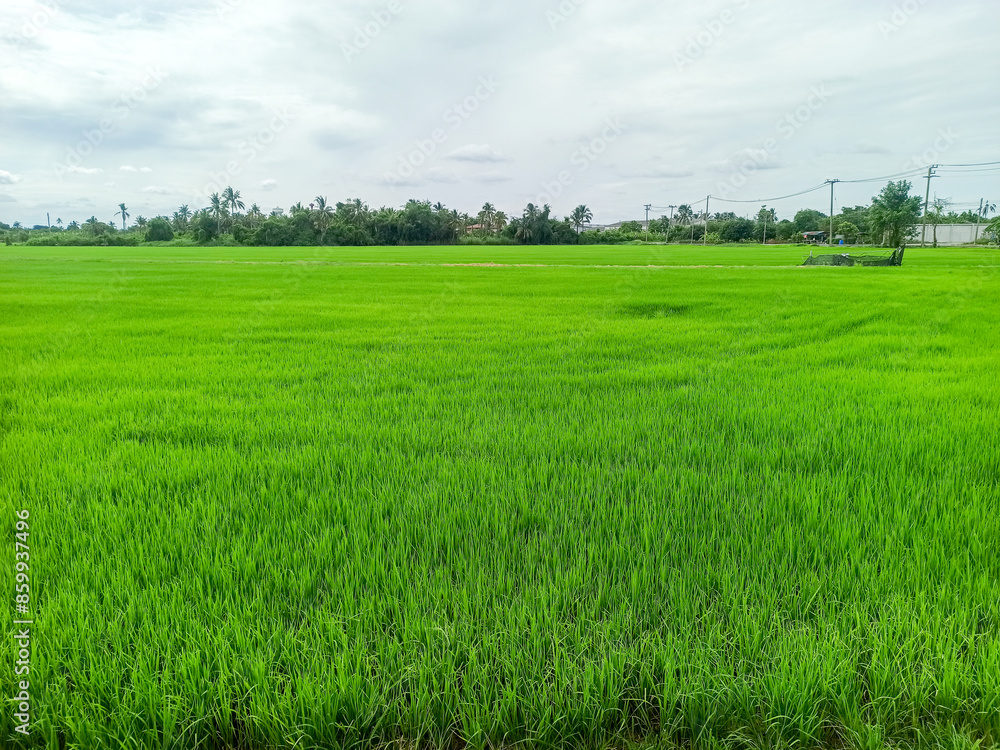 Rice field in the countryside of Thailand. Green rice field. Rice field in the countryside of Thailand. Green rice field.