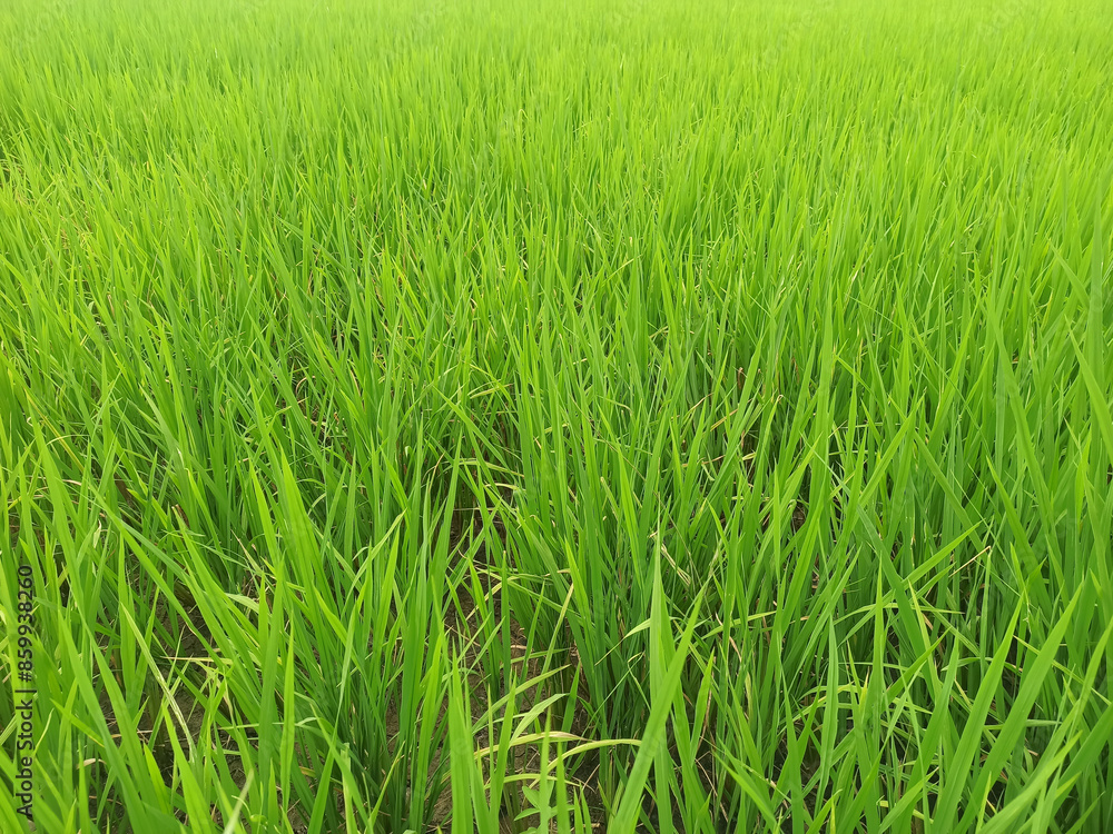 Rice field in the morning, close-up of rice. Rice field in the morning, close-up of rice.