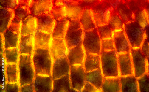 Painterly abstract micrograph of the wall of a moss capsule. photo