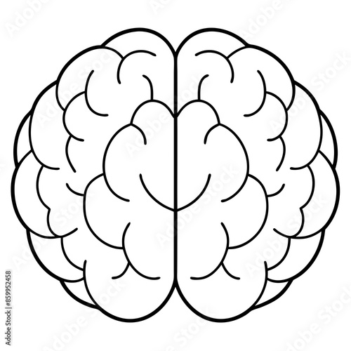 Cerebral hemispheres vector illustration on white background photo