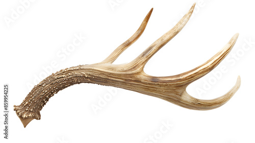 deer antler isolated on white background.
 photo