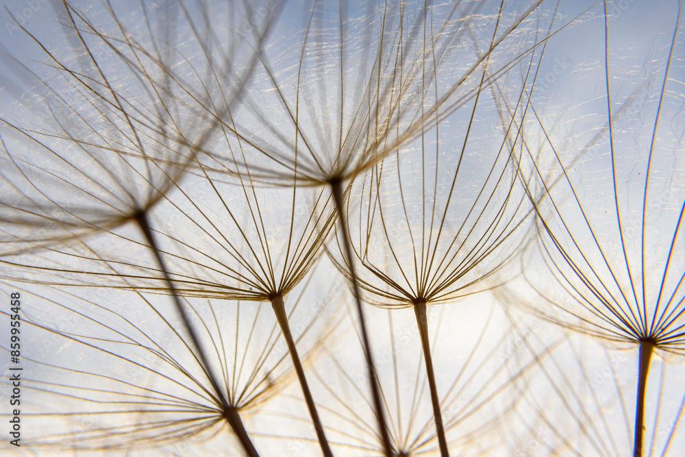 Obraz premium dandelion against blue sky