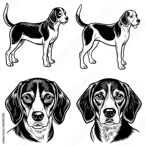 beagle pet portrait fullbody stencil line art vector illustration, isolated on transparent background