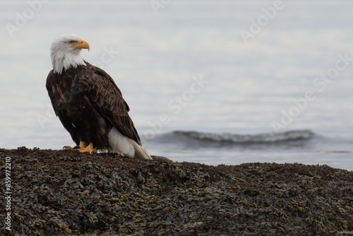 An adult Bald Eagle standing on kelp on a rock with a small wave in the background in Victoria, British Columbia, Canada.