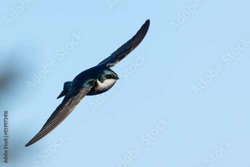 Tree Swallow flying against light blue sky in Victoria, British Columbia, Canada. photo