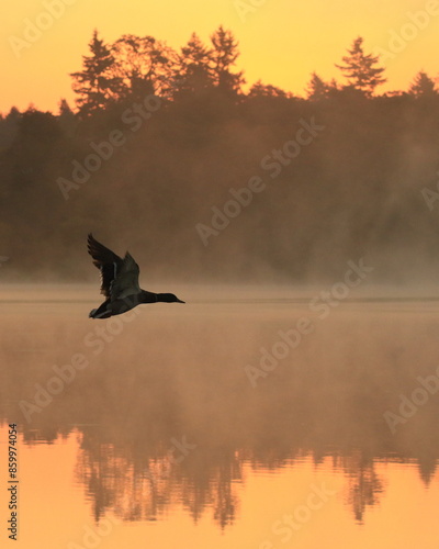 Single Mallard duck in flight at sunrise over foggy lake in Victoria, British Columbia, Canada.