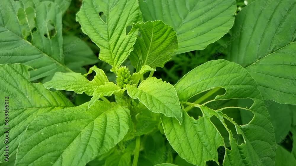 Closeup of foxtail leaves of amaranth blooming in springtime lush foliage. It is used as herbal, antioxidant, biological and supplementary medicine. Increased industrial importance due to oil squalene Closeup of foxtail leaves of amaranth blooming in springtime lush foliage. It is used as herbal, antioxidant, biological and supplementary medicine. Increased industrial importance due to oil squalene
