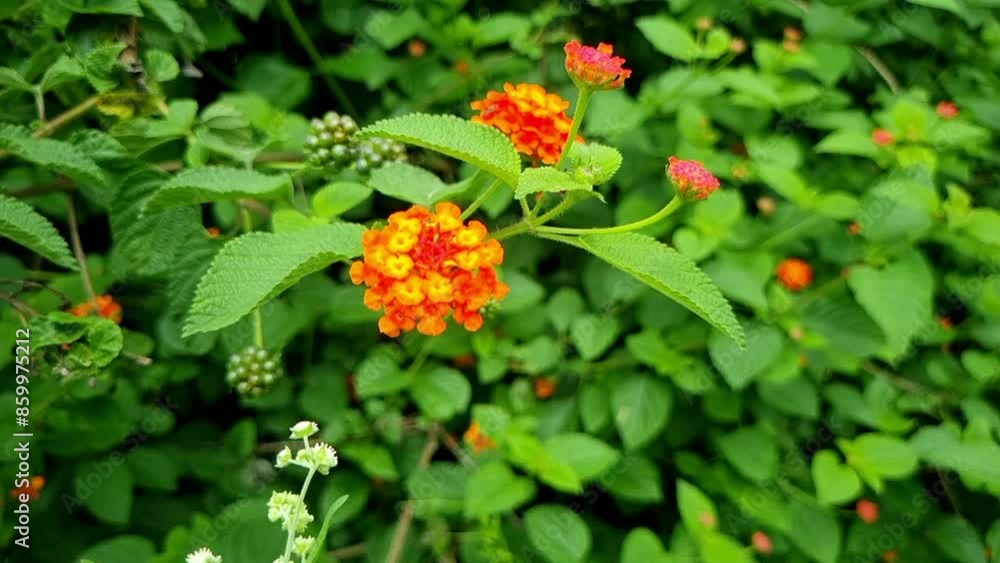 Beautiful multicolor flower of lantana camara flowering plant from verbenaceae family. Bunch of varous color petals in single flower having honey inside. Beautiful multicolor flower of lantana camara flowering plant from verbenaceae family. Bunch of varous color petals in single flower having honey inside.