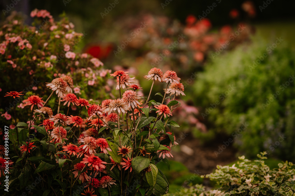Vibrant garden with clusters of red and pink coneflowers in bloom, surrounded by lush greenery and soft-focus background. Copy space. Vibrant garden with clusters of red and pink coneflowers in bloom, surrounded by lush greenery and soft-focus background. Copy space.