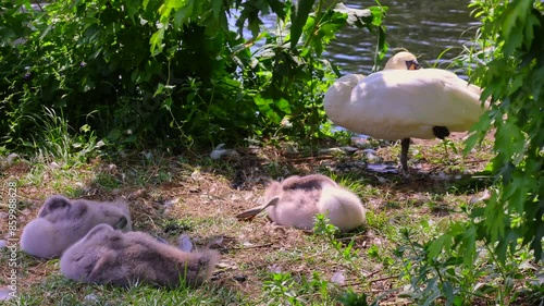 A swan family on a lake shore with three baby swans moving and stretching cutely
