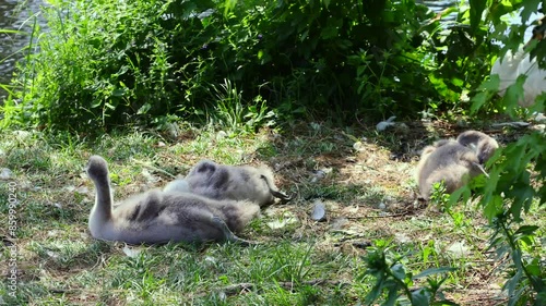 A swan family on a lake shore with three baby swans moving and stretching cutely