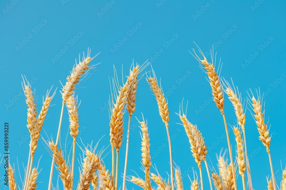Golden wheat stalks against a clear blue sky Golden wheat stalks against a clear blue sky