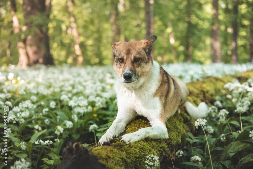 Caucasian portrait of a brown and white dog from the shelter on a fallen tree trunk among the blooming bear garlic in Ostrava. Funny dog face Caucasian portrait of a brown and white dog from the shelter on a fallen tree trunk among the blooming bear garlic in Ostrava. Funny dog face