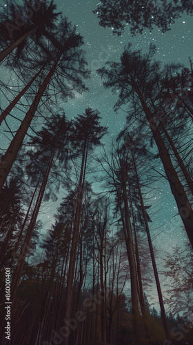 The Mindnight Forest, clear night, shot in Sony A7c camera style, focal length 24mm, aperture F8, shutter speed 50, soft lighting, low contrast, minimalist style2