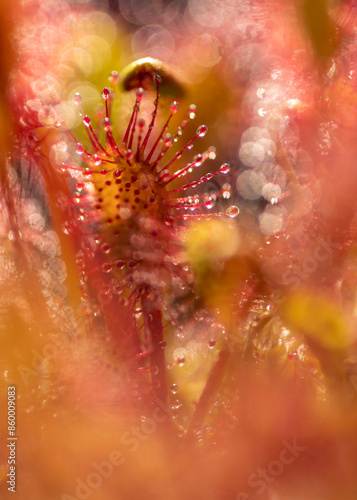 Secrets of sundews © Alexey