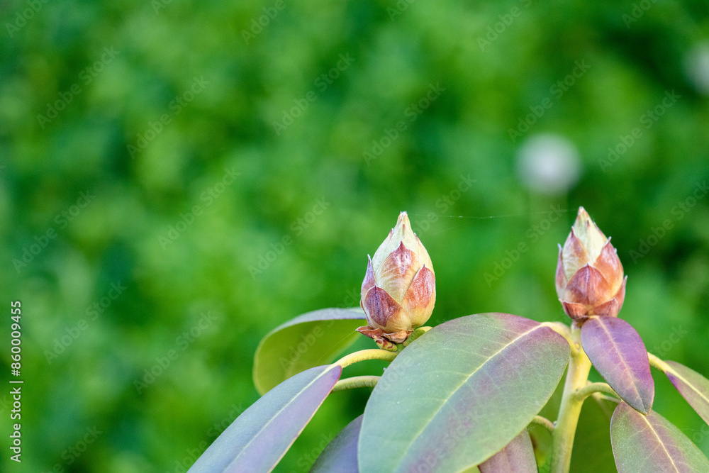 Two flower buds on a green background. Two flower buds on a green background.