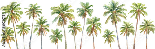 coconut tree watercolor clipart	