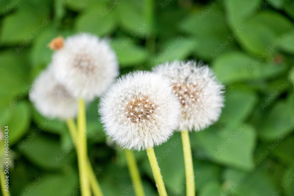 Close-up of dandelion seed heads against a green leafy background. Close-up of dandelion seed heads against a green leafy background.