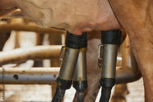 Milking robot on a modern cow farm in Denmark. Close-up