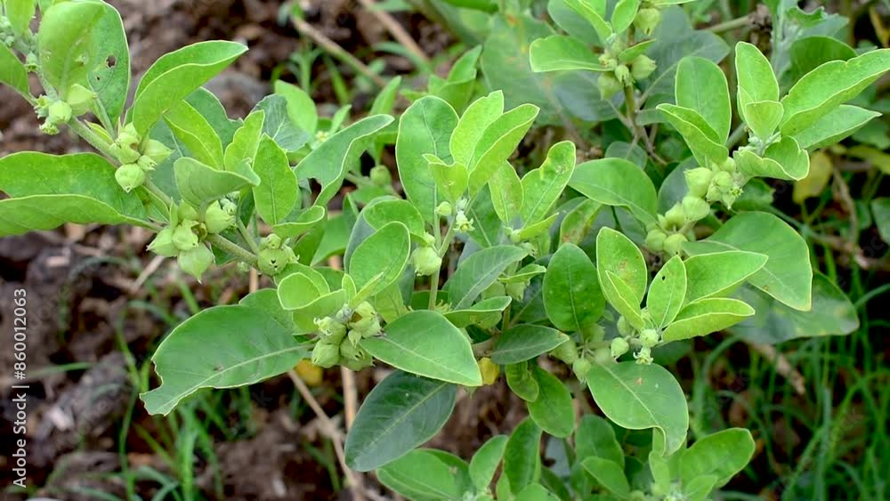 Ashwagandha green plant or withania somnifera plant grow in garden. Herb (ayurvedic) medicine plant Ashwagandha green plant or withania somnifera plant grow in garden. Herb (ayurvedic) medicine plant