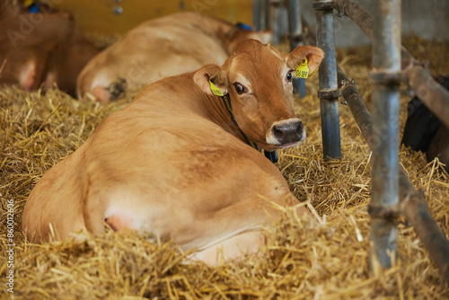 Pregnant Jersey cow on a modern farm in Denmark