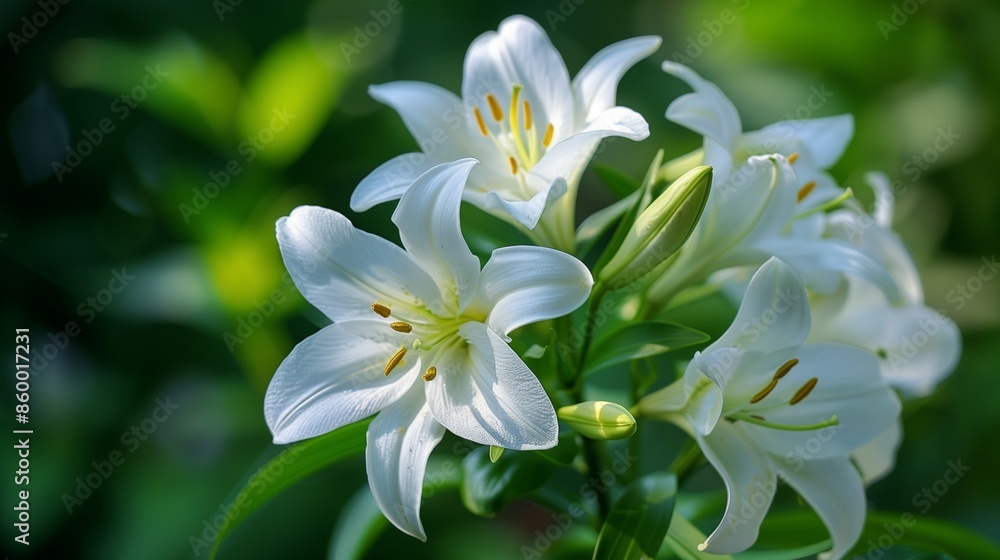 Fototapeta premium close up of white crocus
