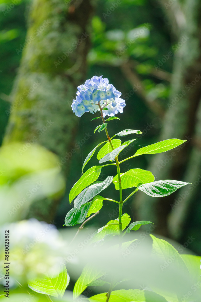 梅雨の晴れ間に咲く紫陽花
