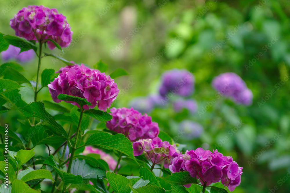 梅雨の晴れ間に咲く紫陽花
