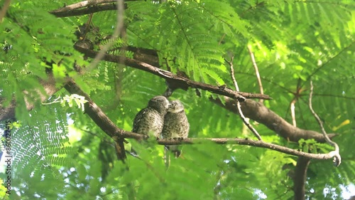 Couple of spotted owlet, Athene brama, help grooming each other at tropical forest habitat for nocturnal bird of prey and wildlife concept