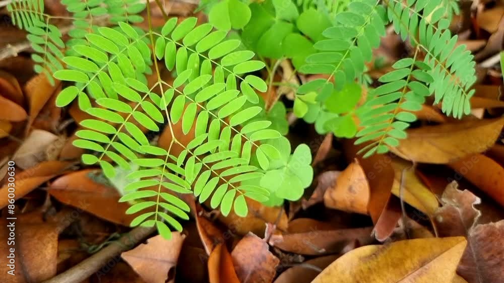 Acacia plant fern leaf in autumn Acacia plant fern leaf in autumn