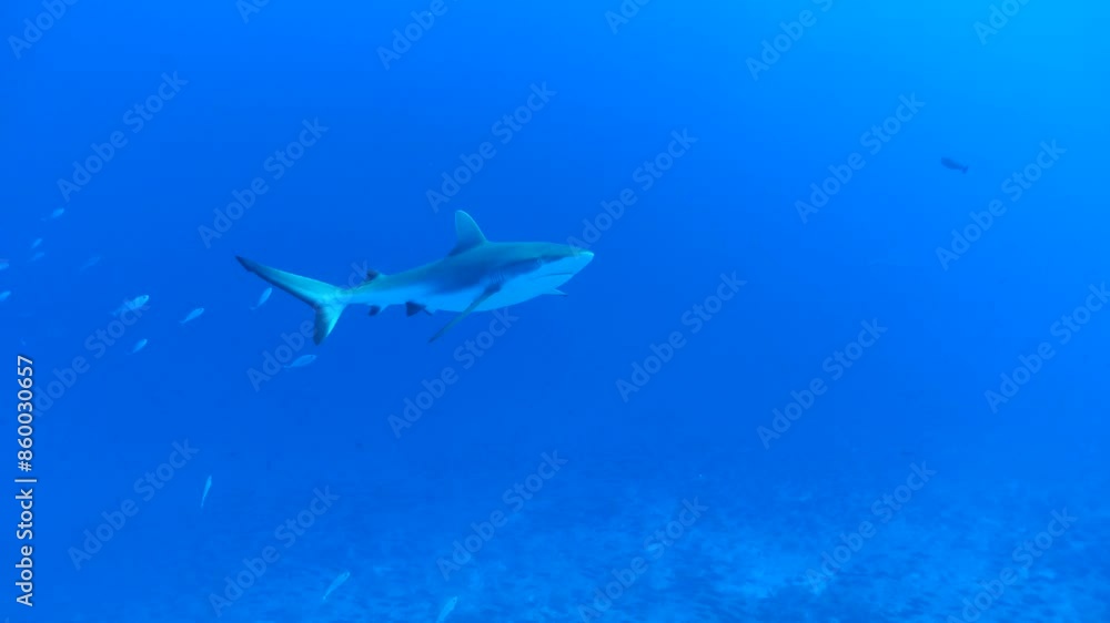 shark from fakarava in the pacific shark from fakarava in the pacific