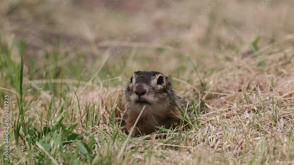 Speckled ground squirrel animal peeks out of a hole Speckled ground squirrel animal peeks out of a hole