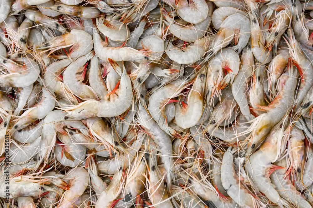 Fresh varieties of sea food meat like fishes, crabs, shrimp, prawns, squid, cuttlefish, octopus, sharks, dry fish, etc,. Selling at Chennai Kasimedu - the largest fish market place in south india. Fresh varieties of sea food meat like fishes, crabs, shrimp, prawns, squid, cuttlefish, octopus, sharks, dry fish, etc,. Selling at Chennai Kasimedu - the largest fish market place in south india.
