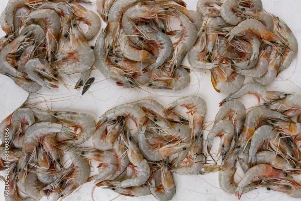 Fresh varieties of sea food meat like fishes, crabs, shrimp, prawns, squid, cuttlefish, octopus, sharks, dry fish, etc,. Selling at Chennai Kasimedu - the largest fish market place in south india. Fresh varieties of sea food meat like fishes, crabs, shrimp, prawns, squid, cuttlefish, octopus, sharks, dry fish, etc,. Selling at Chennai Kasimedu - the largest fish market place in south india.