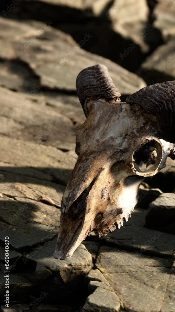 Dry Goat Skull Bone on stones under sun Dry Goat Skull Bone on stones under sun