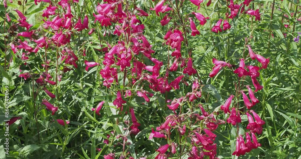 Penstemon x gloxinioides) Bellflower Beardtongue 'Garnet' . Ornamental bushy plant with long tubular pink flowers with white throat grouped in loose spikes above green foliage Penstemon x gloxinioides) Bellflower Beardtongue 'Garnet' . Ornamental bushy plant with long tubular pink flowers with white throat grouped in loose spikes above green foliage