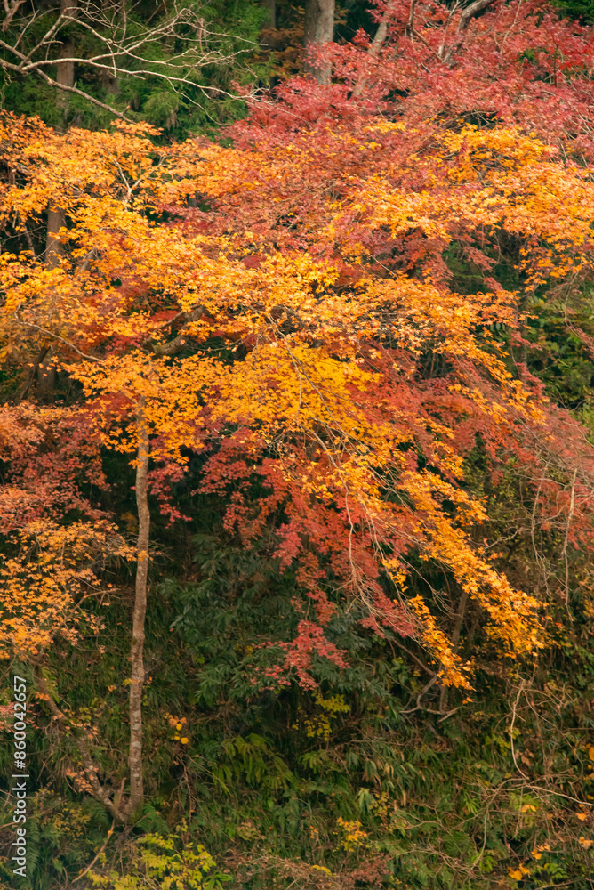 栃木県にある紅葉がとても美しい馬門の滝A waterfall landscape with beautiful autumn leaves in Japan 栃木県にある紅葉がとても美しい馬門の滝A waterfall landscape with beautiful autumn leaves in Japan