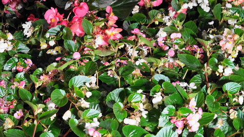 Begonia cucullata is a species of begonia that is popular for its attractive, ornamental qualities.|四季海棠 photo