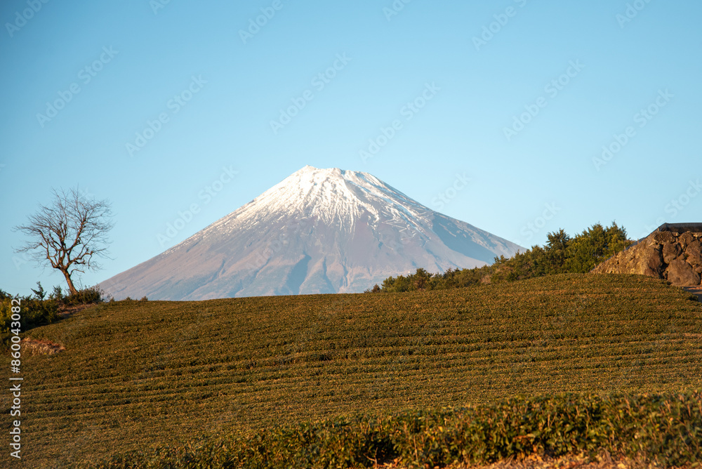 富士山と茶畑の美しいコラボ風景Beautiful collaborative landscape of Mt. Fuji and tea plantations 富士山と茶畑の美しいコラボ風景Beautiful collaborative landscape of Mt. Fuji and tea plantations