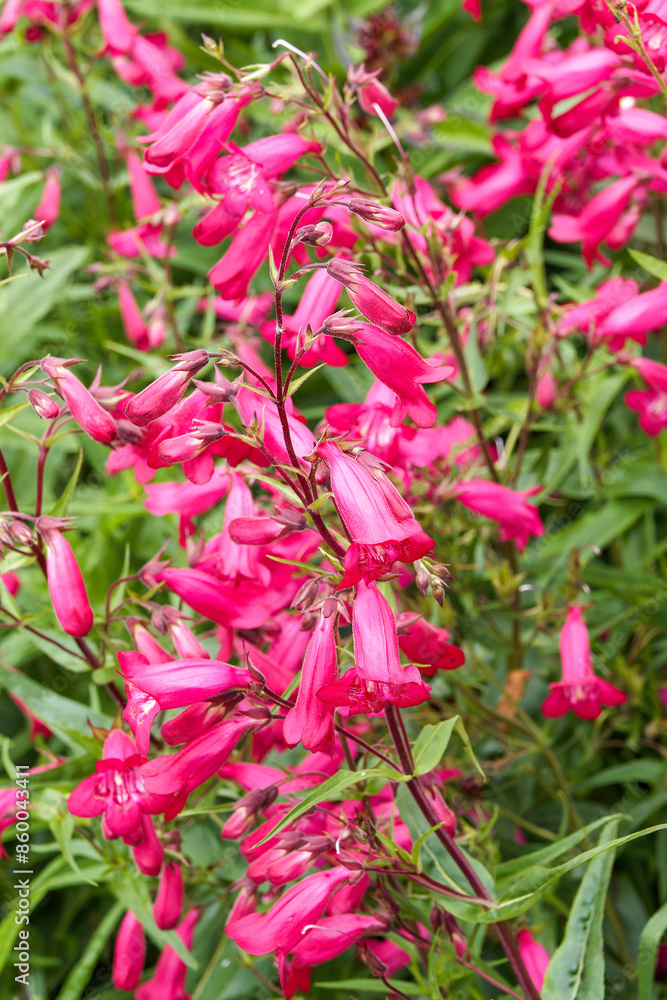 Fototapeta premium Beardtongues or Penstemon x gloxinioides 'Garnet' producing numerous upright flower stalks with long, tubular pink to reddish flowers with white throat along purple stalks