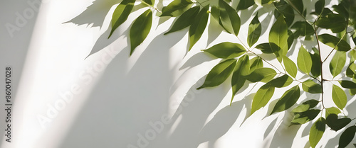 White building walls and leafy branches There is light hitting the wall. photo