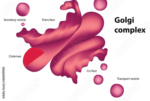 The Golgi complex, also known as the Golgi apparatus or Golgi body, is a membrane-bound organelle found in eukaryotic cells. It plays a crucial role in processing, packaging, and distributing molecule